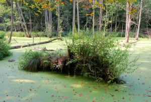 Schwimmende_Insel