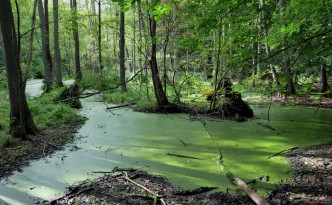 Wald in Brandenburg