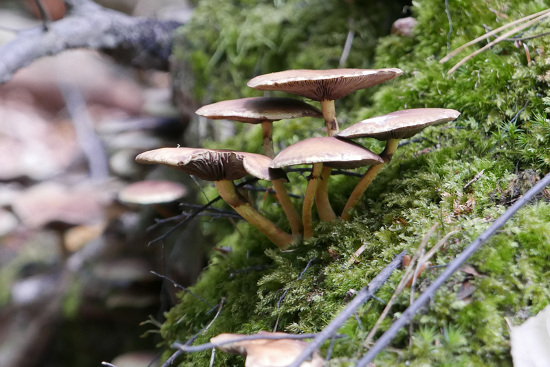 Tegeler Forst: Wanderwege, Pilze, Tiere