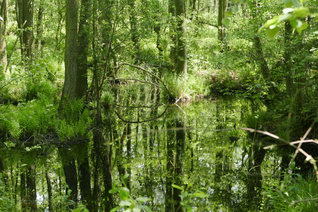 Schwemmlandschaft am Pätzer Hintersee