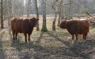 Rinder beweiden die Rieselfelder bei Buch