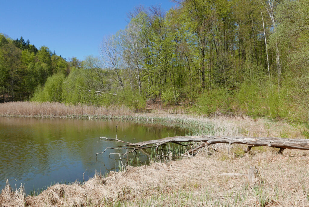 Blick auf den Waldsee